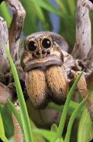 Opakowanie Mini kartka 3D Pająk