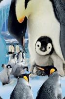 Opakowanie Mini kartka 3D Pingwin