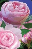 Opakowanie Mini kartka 3D Róże