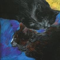 Opakowanie Notes Koty