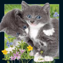 Opakowanie Pocztówka 3D Kocięta