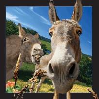 Opakowanie Pocztówka 3D Osioł