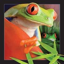 Opakowanie Pocztówka 3D Żaba