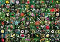 Opakowanie Puzzle Blossoms 1000