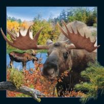 Opakowanie Magnes 3D Łoś, poroże