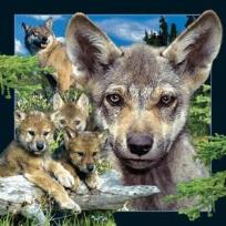 Opakowanie Magnes 3D Młody Wilk