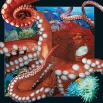 Opakowanie Magnes 3D Ośmiornica