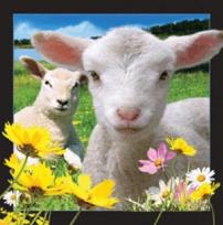 Opakowanie Magnes 3D Owca