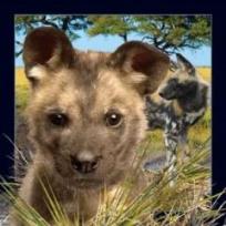 Opakowanie Magnes 3D pies likaon