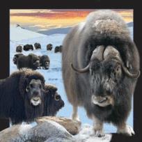 Opakowanie Magnes 3D Piżmowół