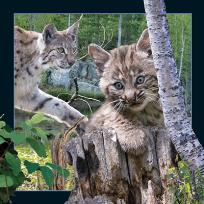 Opakowanie Magnes 3D Ryś