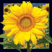 Opakowanie Magnes 3D Słonecznik