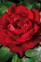 Opakowanie Mini kartka 3D Czerwona Róża