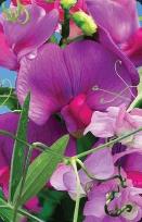 Opakowanie Mini kartka 3D Groszek