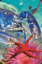 Opakowanie Mini kartka 3D Homar