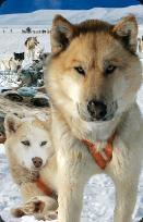 Opakowanie Mini kartka 3D Husky