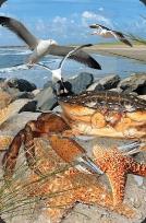 Opakowanie Mini kartka 3D Krab