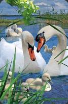 Opakowanie Mini kartka 3D Łabędź