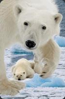 Opakowanie Mini kartka 3D Niedźwiedź Polarny z młodym