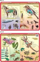 Okładka książki Podkładka edukacyjna. Płazy, gady, ssaki, ptaki