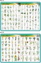 Okładka książki Podkładka edukacyjna. Rośliny ogrodowe, uprawne, pospolite i