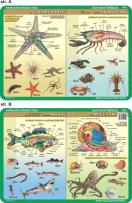 Okładka książki Podkładka edukacyjna. Szkarłupnie, skorupiaki, mięczaki, ryb