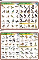 Okładka książki Podkładka edukacykna Ptaki: wodne, śpiewające, drapieżne; ry