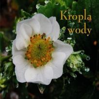 Okładka książki Ziarenka 11 Kropla wody