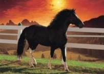 Opakowanie Puzzle 1000 Koń DINO