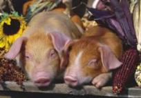 Opakowanie Puzzle 500 Dwie świnki DINO