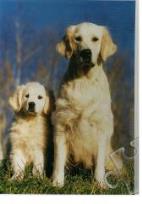 Opakowanie Puzzle 500 Psy TREFL