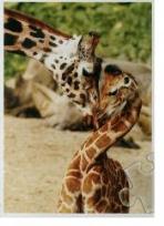 Opakowanie Puzzle 500 Żyrafy TREFL