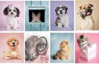 Opakowanie Zeszyt A5/54K linia Rachael Hale (10szt)