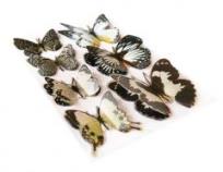 Opakowanie Motyle samoprzylepne 7 sztuk CRAFT SHOP