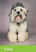 Opakowanie Papier kolorowy w teczce A4 Rachael Hale