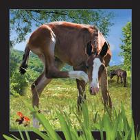 Opakowanie Pocztówka 3D - Źrebię