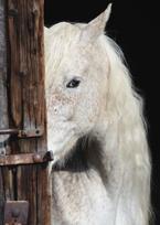 Opakowanie Puzzle Schmidt 1000 Nietypowy portret