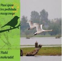 Okładka książki Ptasi śpiew bez podkładu muz. Ptaki mokradeł CD