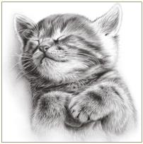 Okładka książki Karnet kot szkic 16x16 + koperta