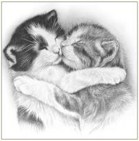 Okładka książki Karnet koty szkic 16x16 + koperta