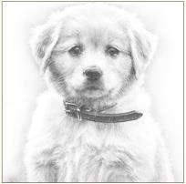 Okładka książki Karnet pies szkic 16x16 + koperta