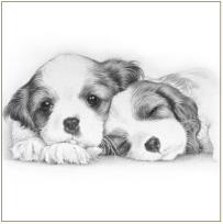 Okładka książki Karnet psy szkic 16x16 + koperta