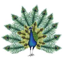 Opakowanie Karnet Svarowski kwadrat Paw