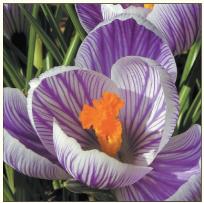 Opakowanie Karnet kwiat - krokus DaVinci 16x16 cm + koperta (B2W 202 005)