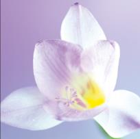 Opakowanie Karnet kwiat - orchidea DaVinci 16x16 cm + koperta (B2W 202 002)