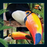 Opakowanie Pocztówka 3D - Tukan