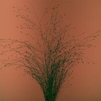 Okładka książki Tak mi się nie chce. Mikromusic CD