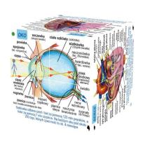Opakowanie Cube Book Kostka edukacyjna Ludzkie ciało