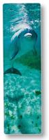 Opakowanie IF National Gegraphic Zakładka 3D Delfin