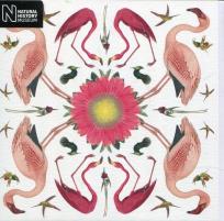 Opakowanie Karnet kwadrat z kopertą Greater Flamingo